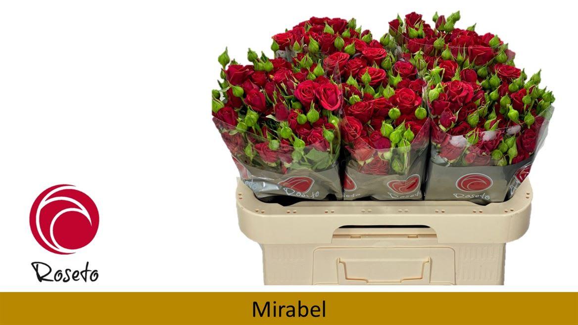 Срезанные цветы оптом Rosa spray mirabel от 40шт из Голландии с доставкой по России