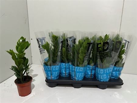 Горшечные цветы и растения оптом Zamioculcas 3+ от 12шт из Голландии с доставкой по России