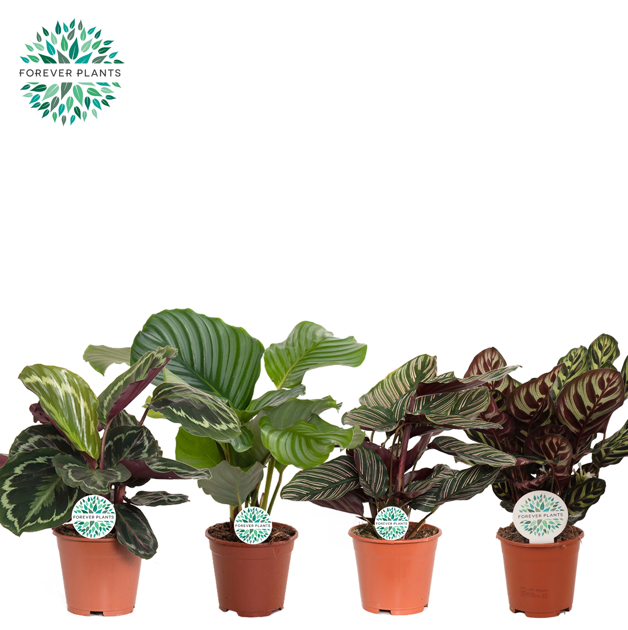 Горшечные цветы и растения оптом Calathea Medallion AA от 1шт из Голландии с доставкой по России