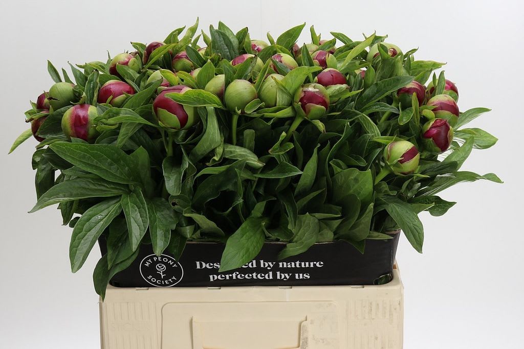 Срезанные цветы оптом Paeonia red charm от 40шт. из Голландии с доставкой по России