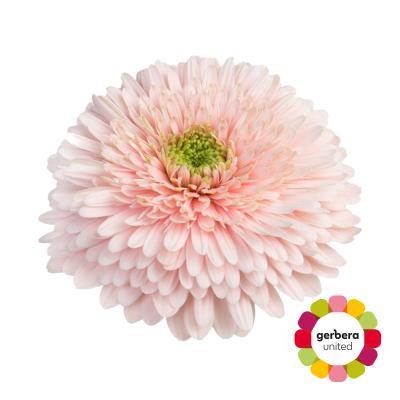 Срезанные цветы оптом Gerbera diamond terra himalia от 15шт из Голландии с доставкой по России