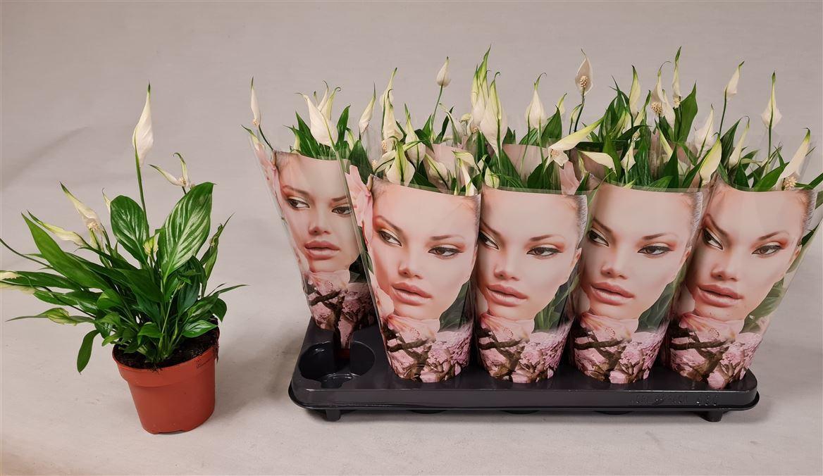 Горшечные цветы и растения оптом Spath Korto 5+ Face Sleeve от 10шт из Голландии с доставкой по России