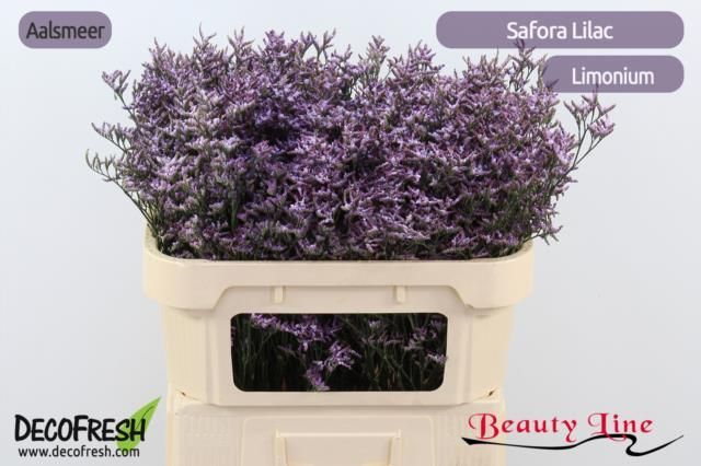 Срезанные цветы оптом Limonium safora lilac от 75шт из Голландии с доставкой по России