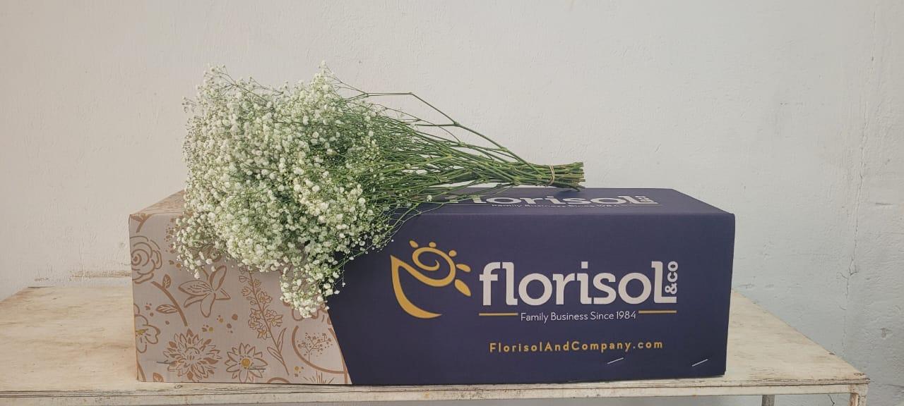 Срезанные цветы оптом Gyps xlence - bunch 1000gr от 12шт. из Голландии с доставкой по России