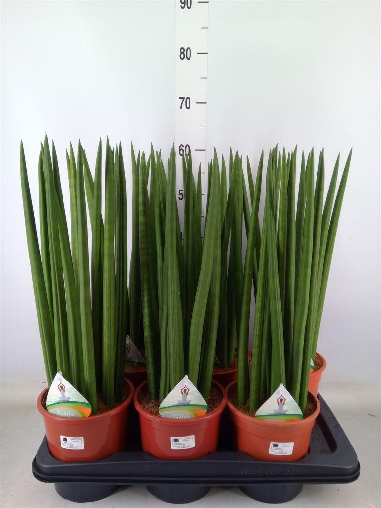 Горшечные цветы и растения оптом Sansevieria Cyl.  ... от 6шт'' из Голландии с доставкой по России