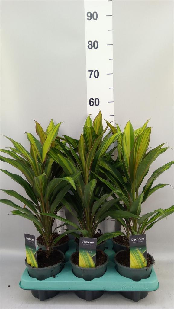 Горшечные цветы и растения оптом Cordyline Fruti. kiwi от 6шт из Голландии с доставкой по России