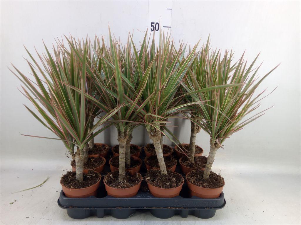 Горшечные цветы и растения оптом Dracaena Marg. от 12шт (для телеги) из Голландии с доставкой по России