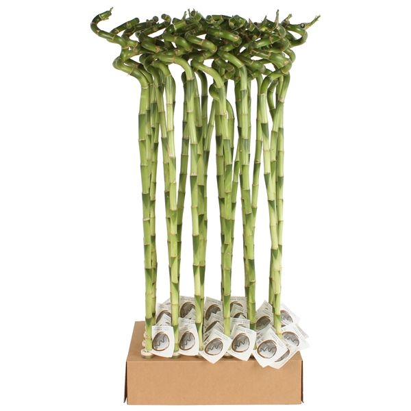 Горшечные цветы и растения оптом Lucky Bamboo Stem Spiral In Tube от 30шт из Голландии с доставкой по России