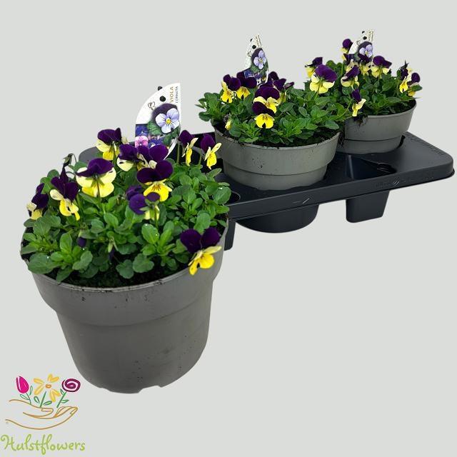 Горшечные цветы и растения оптом Vio Co Em L Pu Ju Up от 3шт из Голландии с доставкой по России