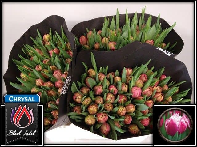 Срезанные цветы оптом Tulipa do columbus от 150шт из Голландии с доставкой по России