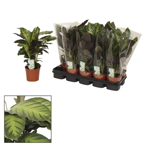 Горшечные цветы и растения оптом Calathea 12cm Misto - Living от 10шт из Голландии с доставкой по России