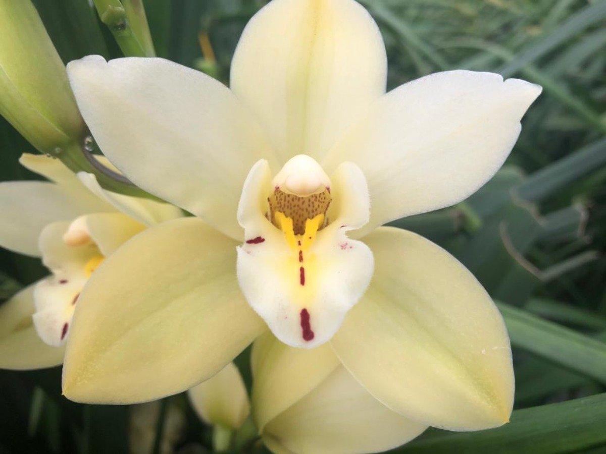 Срезанные цветы оптом Minicymbidium yellow earlysue paddy от 10шт из Голландии с доставкой по России