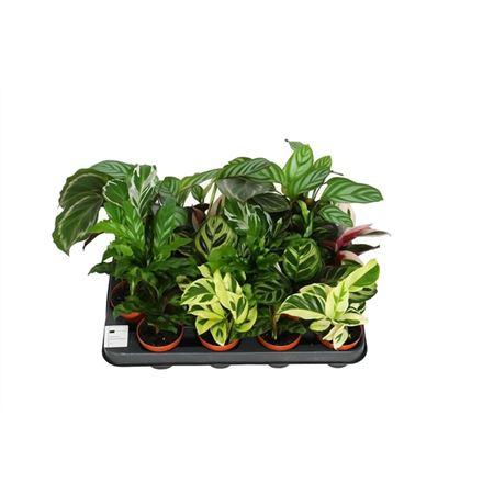 Горшечные цветы и растения оптом Calathea 7cm Gemengd от 16шт (для телеги) из Голландии с доставкой по России