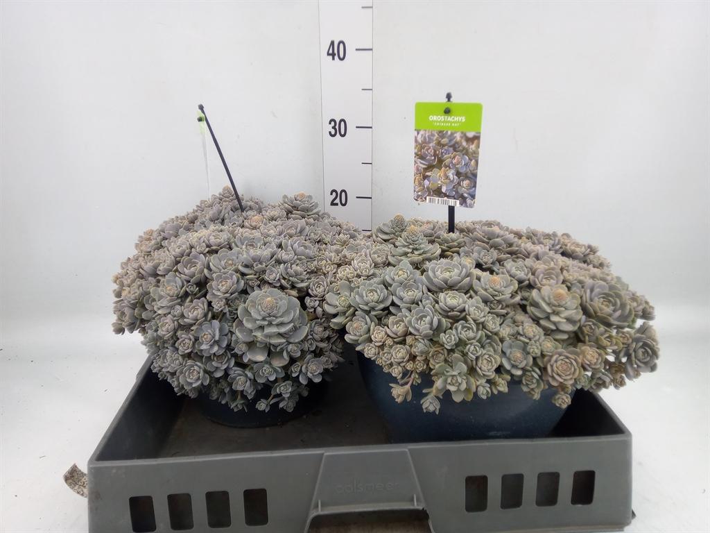 Горшечные цветы и растения оптом Orostachys Furusei от 2шт из Голландии с доставкой по России