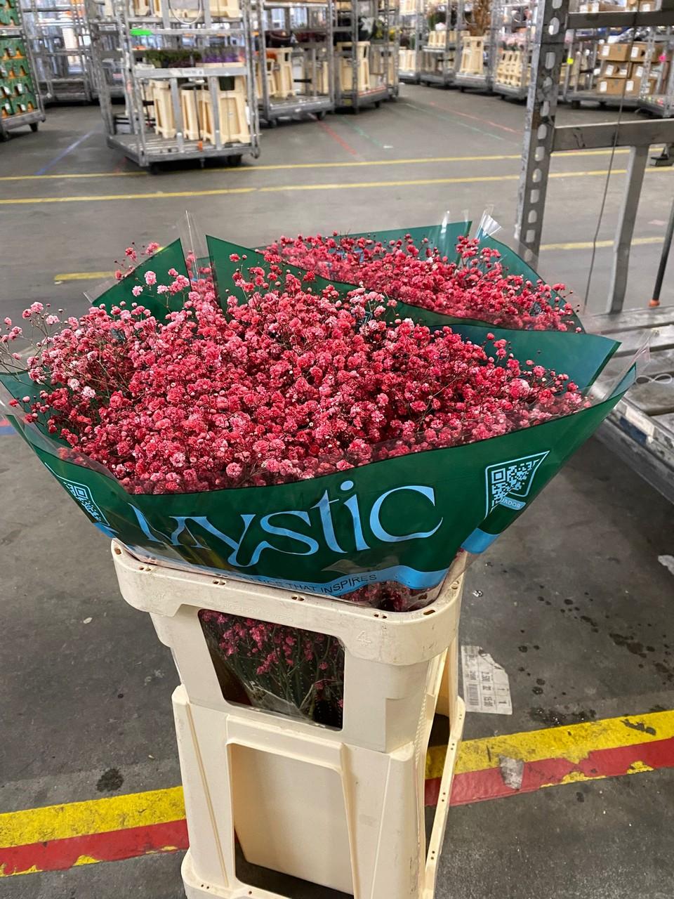 Срезанные цветы оптом Gyps ec paint xlence red 1000g от 25шт. из Голландии с доставкой по России