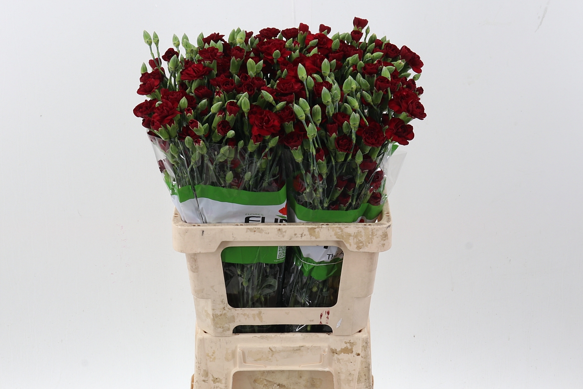 Срезанные цветы оптом Dianthus sp chateau от 100шт из Голландии с доставкой по России