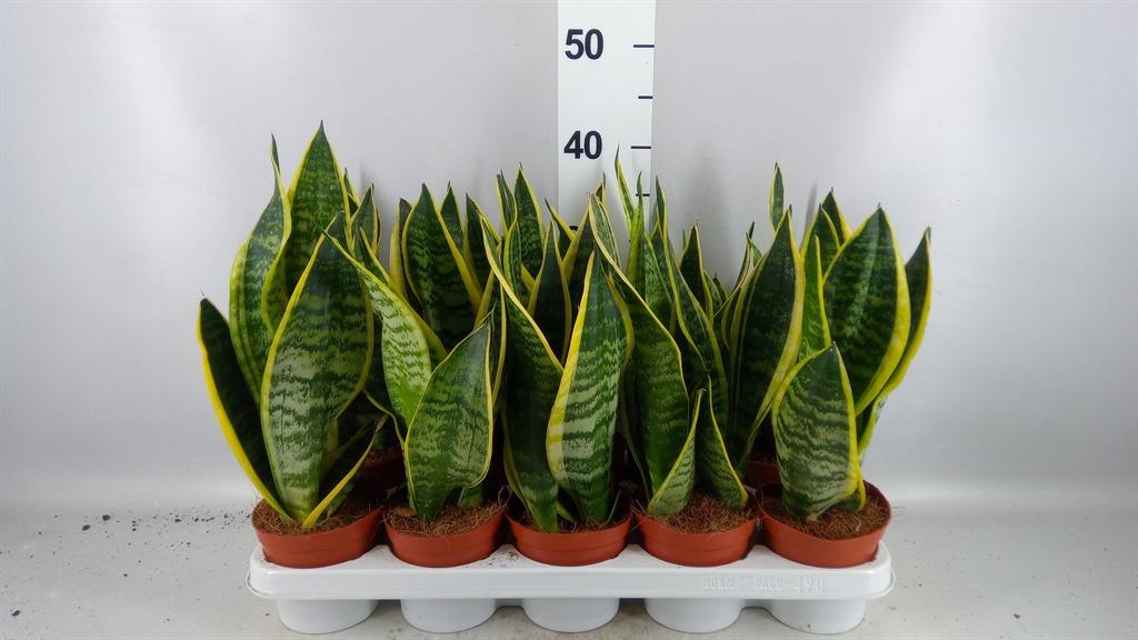 Горшечные цветы и растения оптом Sansevieria Trifa. futura Superba от 10шт из Голландии с доставкой по России