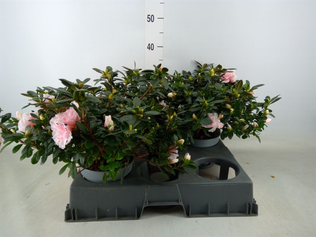 Горшечные цветы и растения оптом Rhododendron Sim.   ... от 2шт из Голландии с доставкой по России