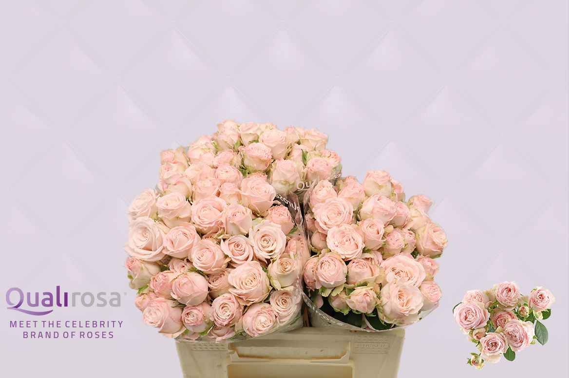 Срезанные цветы оптом Rosa sp bombastic от 30шт из Голландии с доставкой по России