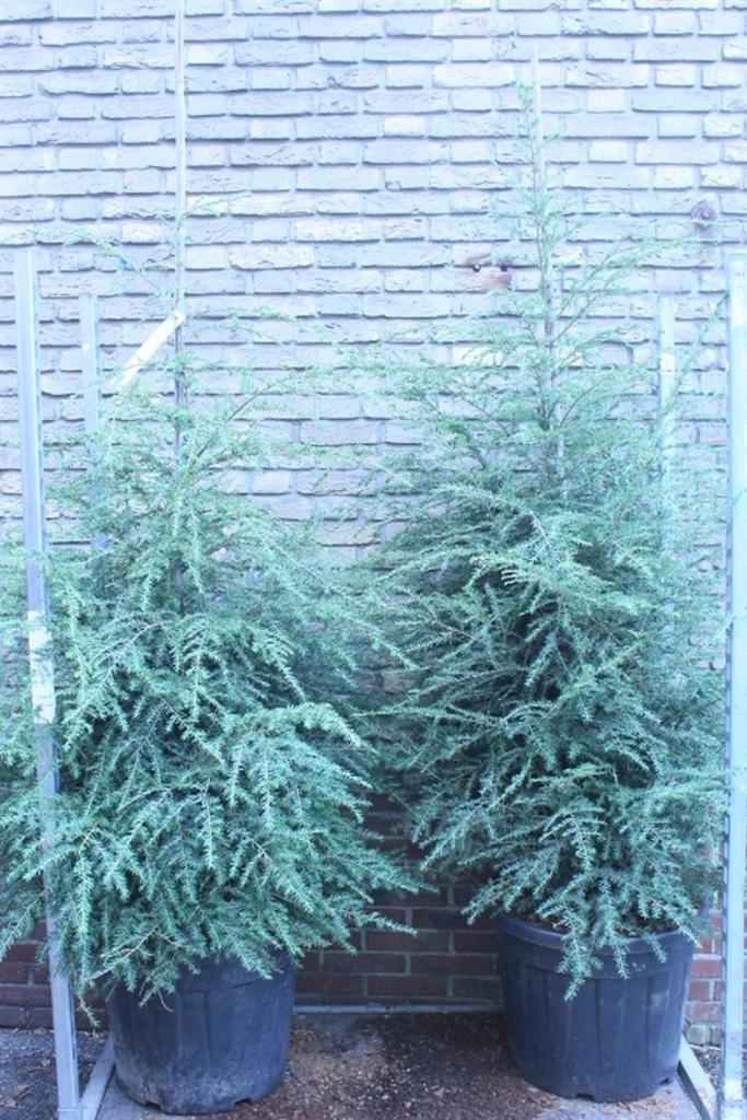 Горшечные цветы и растения оптом Conifers ... от 1шт из Голландии с доставкой по России