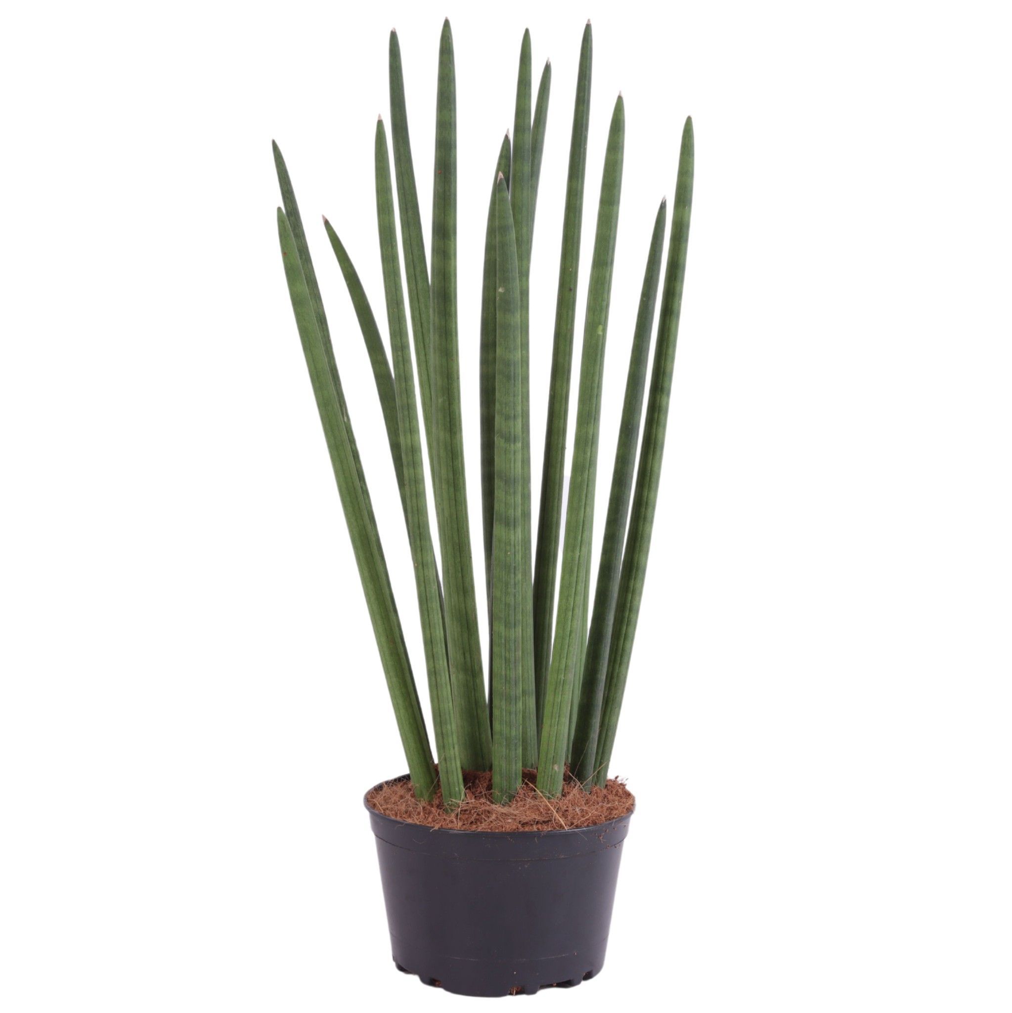 Горшечные цветы и растения оптом Sansevieria Cylindrica Straight от 6шт из Голландии с доставкой по России