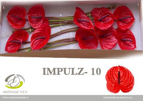 Срезанные цветы оптом Anthurium impulz от 10шт из Голландии с доставкой по России