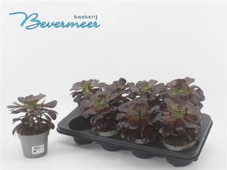 Горшечные цветы и растения оптом Aeonium Ab Velours от 8шт из Голландии с доставкой по России
