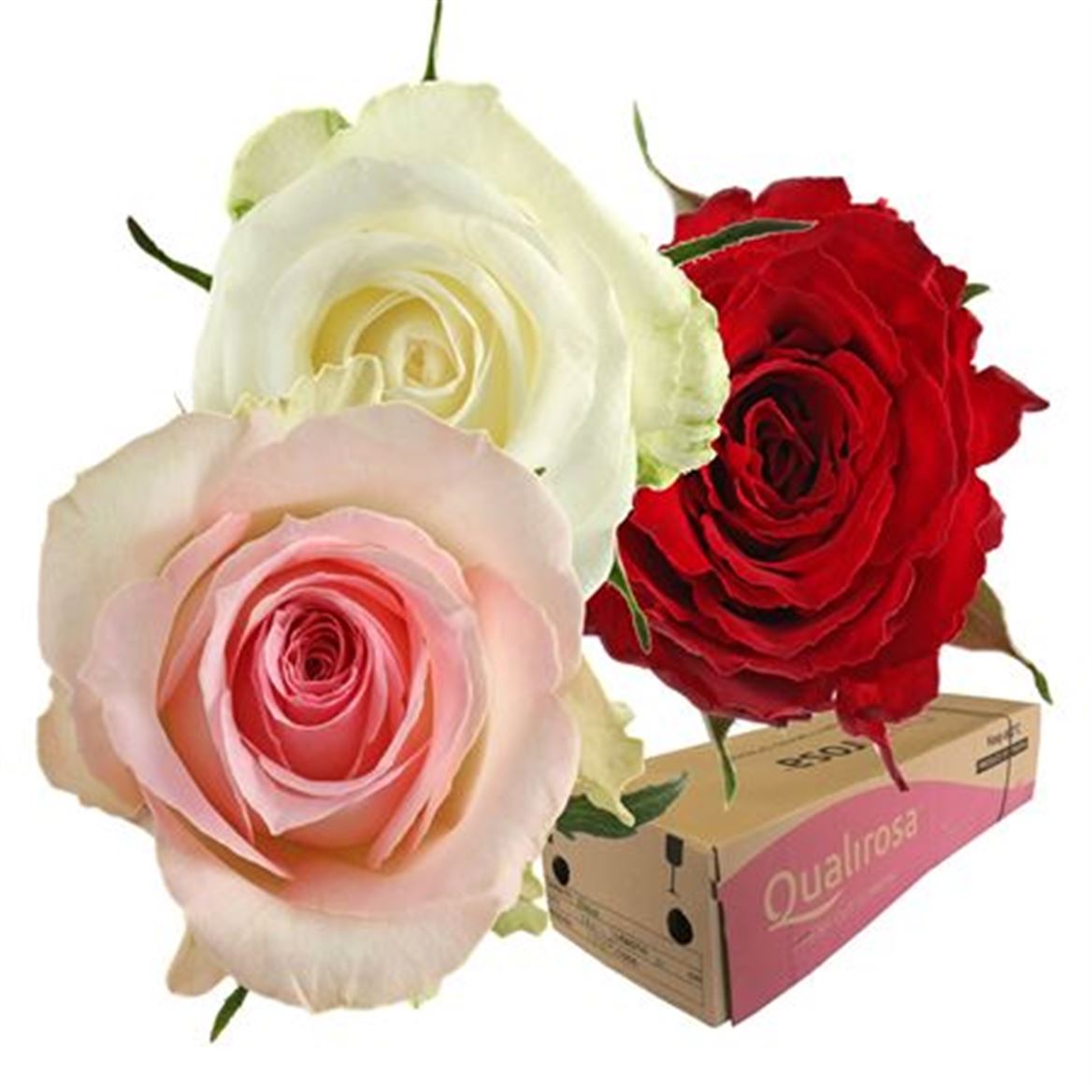 Срезанные цветы оптом Rosa large mix rainbow (mixbunch) от 370шт из Голландии с доставкой по России