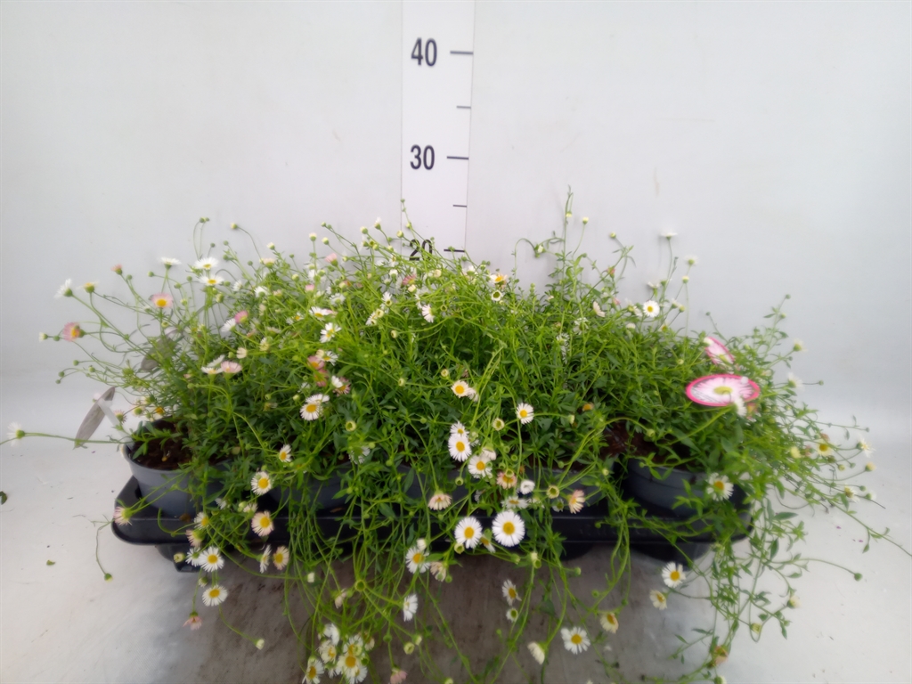 Горшечные цветы и растения оптом Erigeron Karvinskianus от 10шт из Голландии с доставкой по России