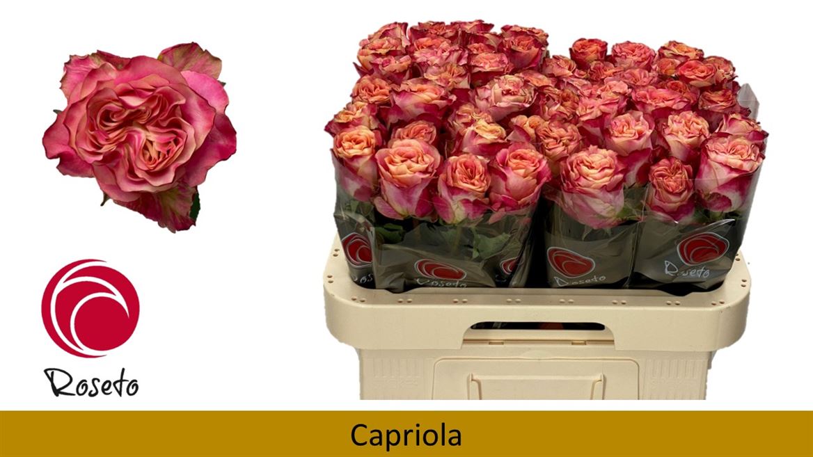 Срезанные цветы оптом Rosa large capriola от 50шт из Голландии с доставкой по России