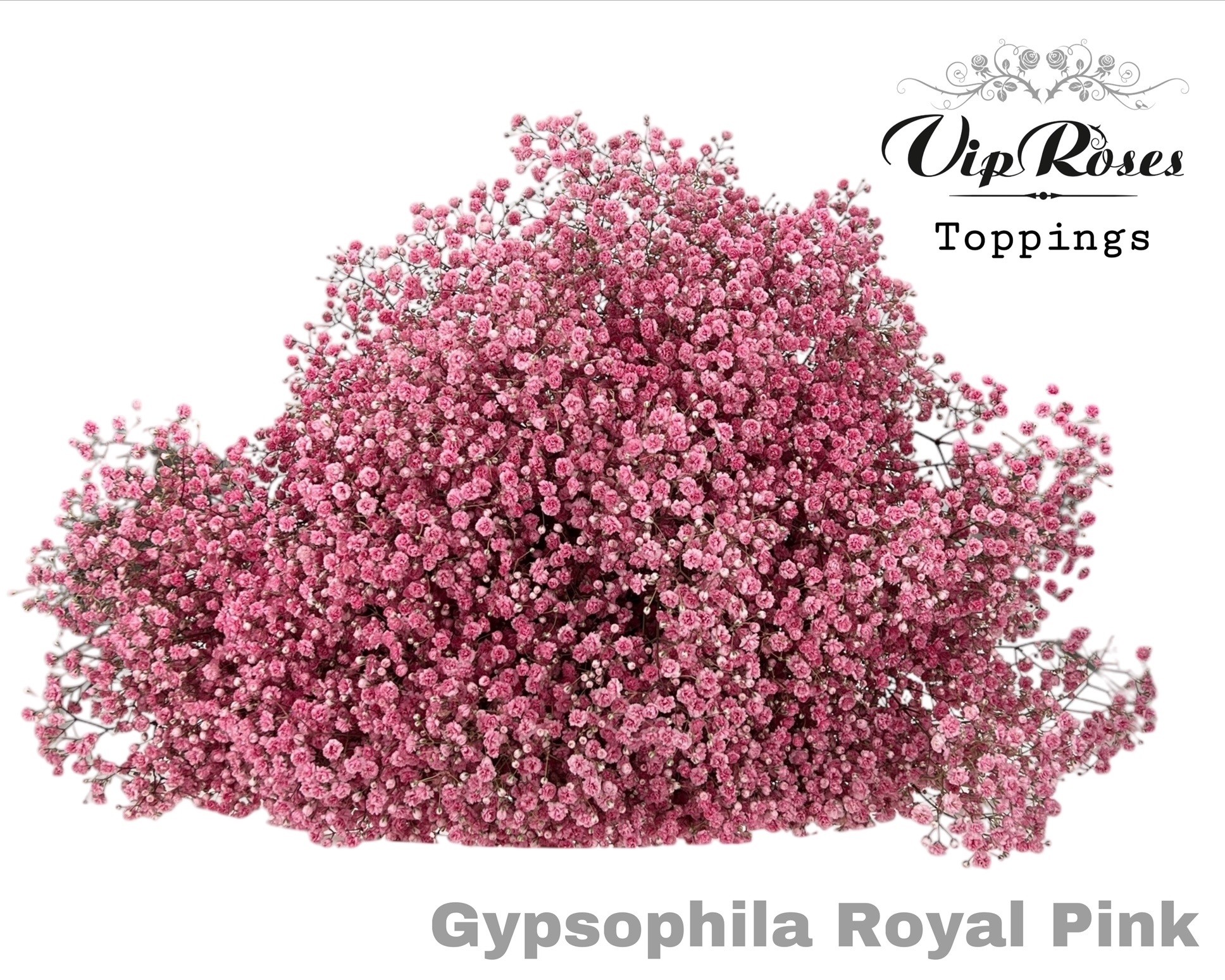 Срезанные цветы оптом Gyps large paint pink royal от 25шт из Голландии с доставкой по России