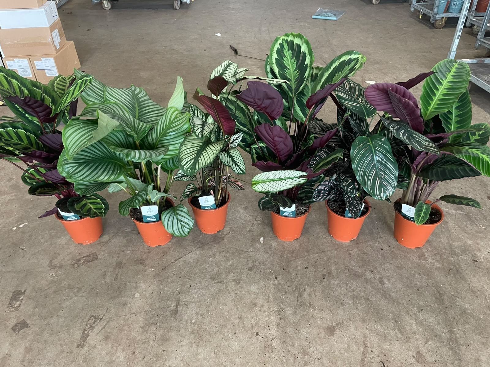Горшечные цветы и растения оптом Calathea   ...mix от 1шт из Голландии с доставкой по России