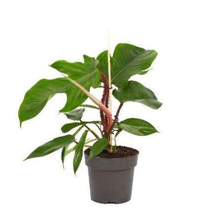 Горшечные цветы и растения оптом Philodendron Squamiferum P14 от 8шт из Голландии с доставкой по России