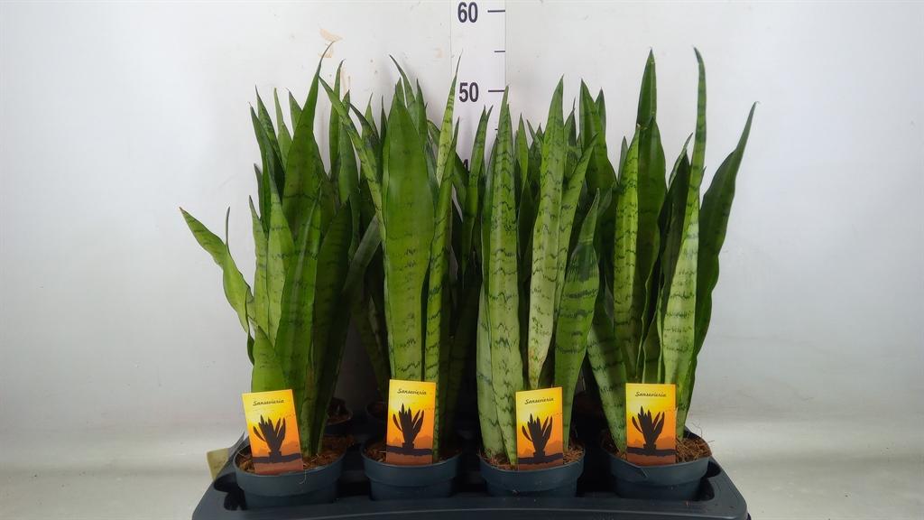 Горшечные цветы и растения оптом Sansevieria Trifa.   ... от 8шт из Голландии с доставкой по России