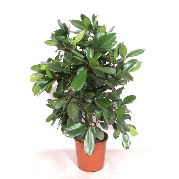 Горшечные цветы и растения оптом Ficus Cyathistipula On Stem от 1шт из Голландии с доставкой по России