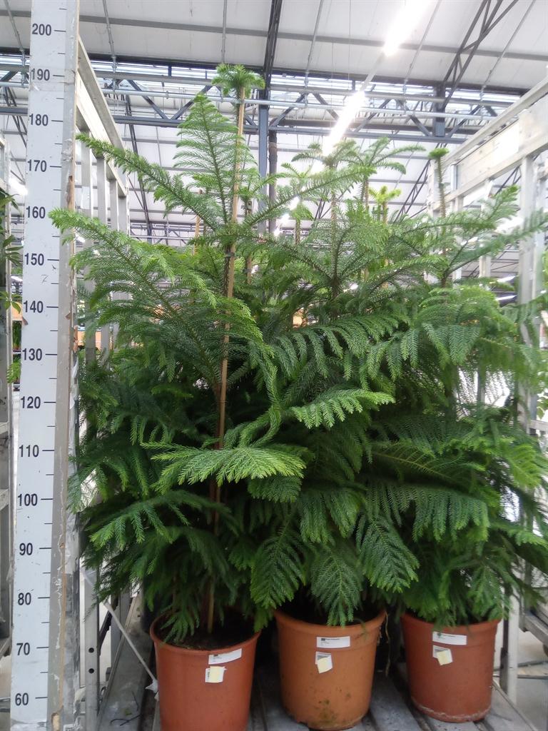 Горшечные цветы и растения оптом Araucaria Heterophylla от 1шт из Голландии с доставкой по России