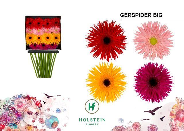Срезанные цветы оптом Gerbera diamond gerspider big mix in row от 15шт из Голландии с доставкой по России
