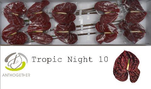 Срезанные цветы оптом Anthurium tropic night от 10шт из Голландии с доставкой по России