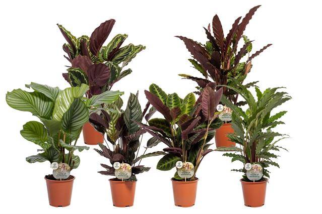 Горшечные цветы и растения оптом Calathea Mix от 5шт из Голландии с доставкой по России