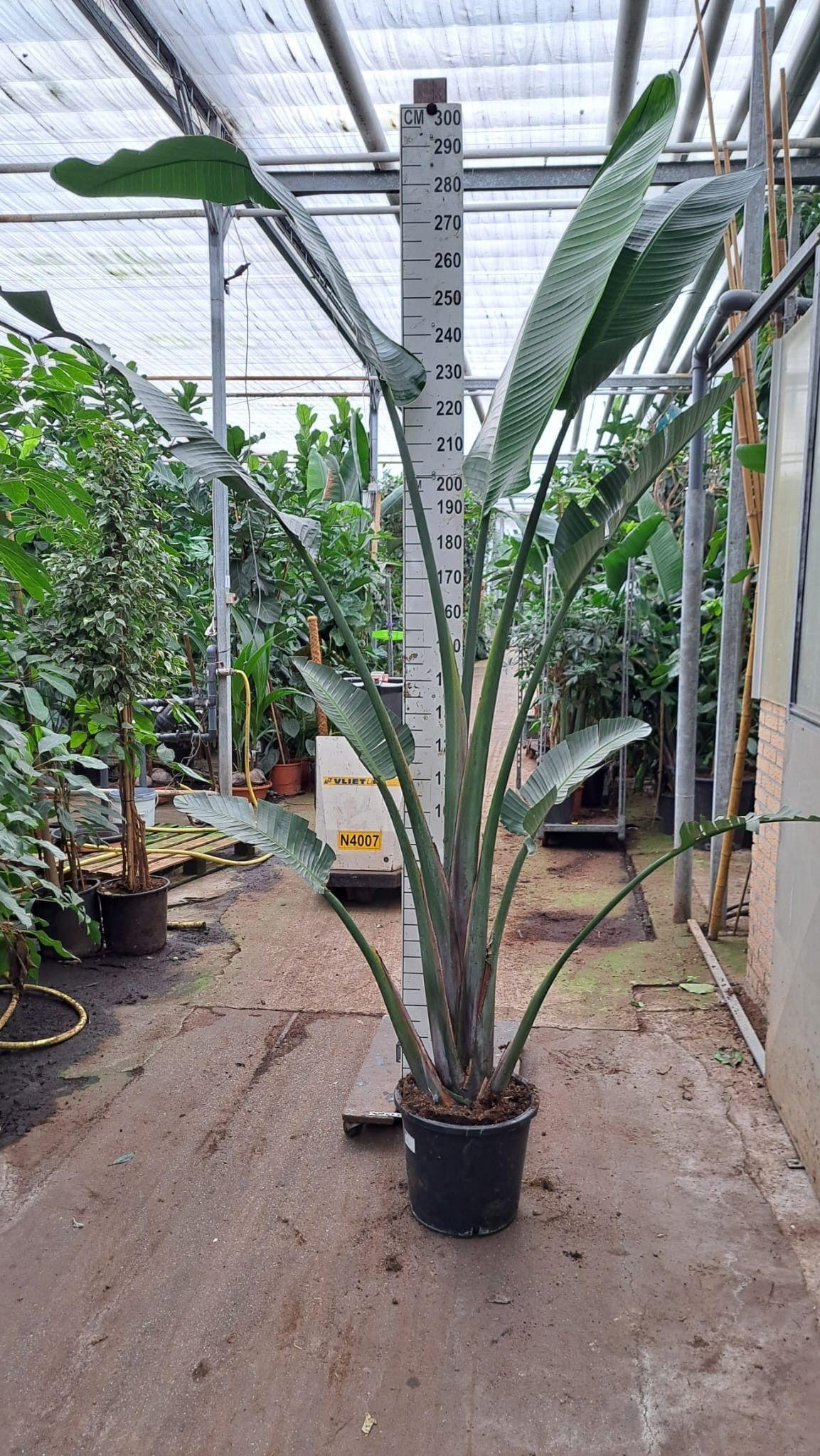 Горшечные цветы и растения оптом Strelitzia Nicolaii от 1шт из Голландии с доставкой по России