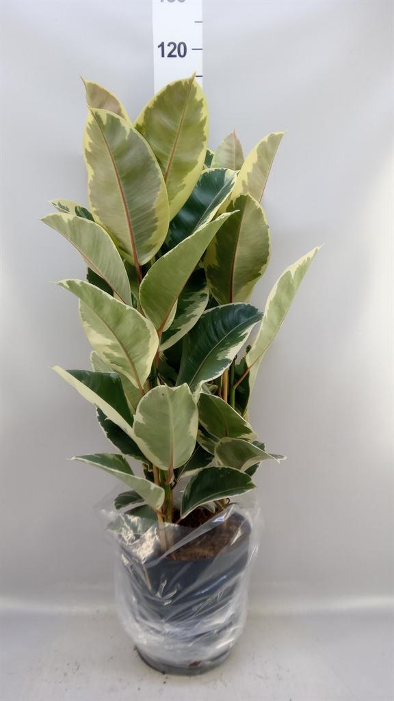 Горшечные цветы и растения оптом Ficus Elastica tineke A от 1шт из Голландии с доставкой по России