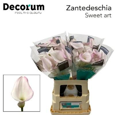 Срезанные цветы оптом Zantedeschia pink light от 40шт из Голландии с доставкой по России