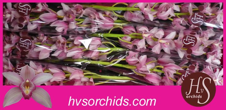 Срезанные цветы оптом Cymbidium pink elliot rogers C290 от 6шт из Голландии с доставкой по России