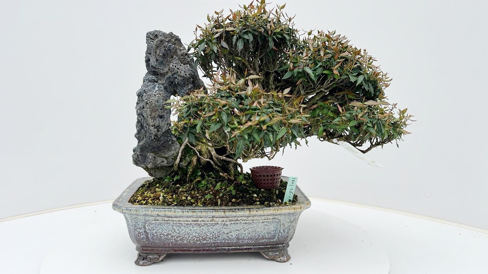 Горшечные цветы и растения оптом Trachelospermum Asiaticum, Pot 26cm. Height 35cm. от 1шт из Голландии с доставкой по России