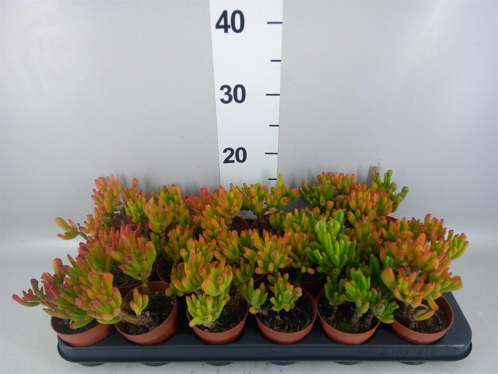 Горшечные цветы и растения оптом Crassula Ovata hobbit от 18шт (для телеги) из Голландии с доставкой по России