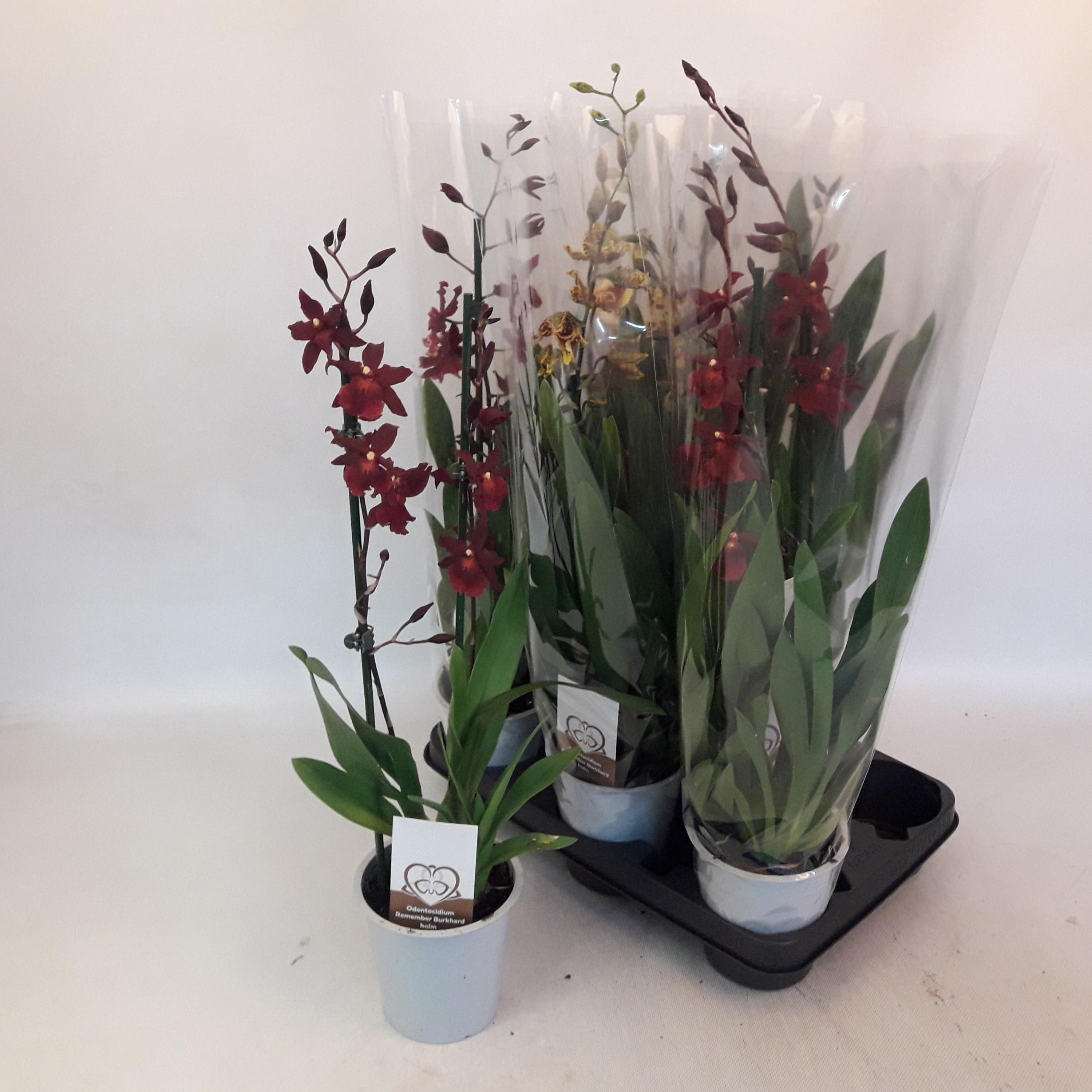 Горшечные цветы и растения оптом Vuylst Plush от 8шт из Голландии с доставкой по России