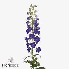 Срезанные цветы оптом Delphinium si deldonna purple от 60шт из Голландии с доставкой по России