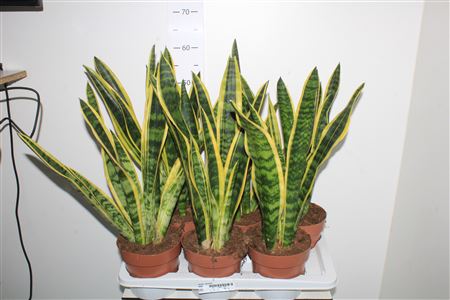 Горшечные цветы и растения оптом Sansev Laurentii P17 от 6шт из Голландии с доставкой по России