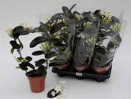 Горшечные цветы и растения оптом Steph Fl 4-6 Tros от 6шт из Голландии с доставкой по России