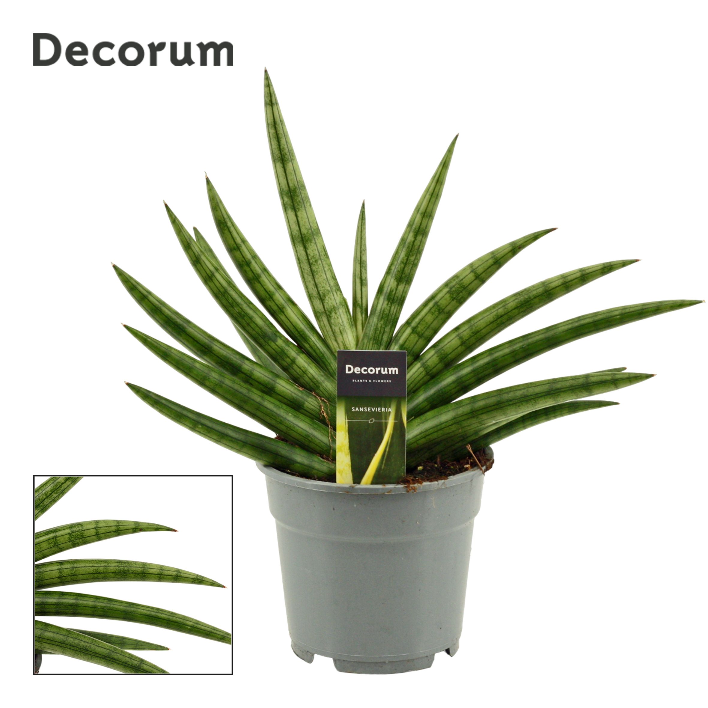 Горшечные цветы и растения оптом Sansevieria Royal Fan (decorum) от 4шт из Голландии с доставкой по России